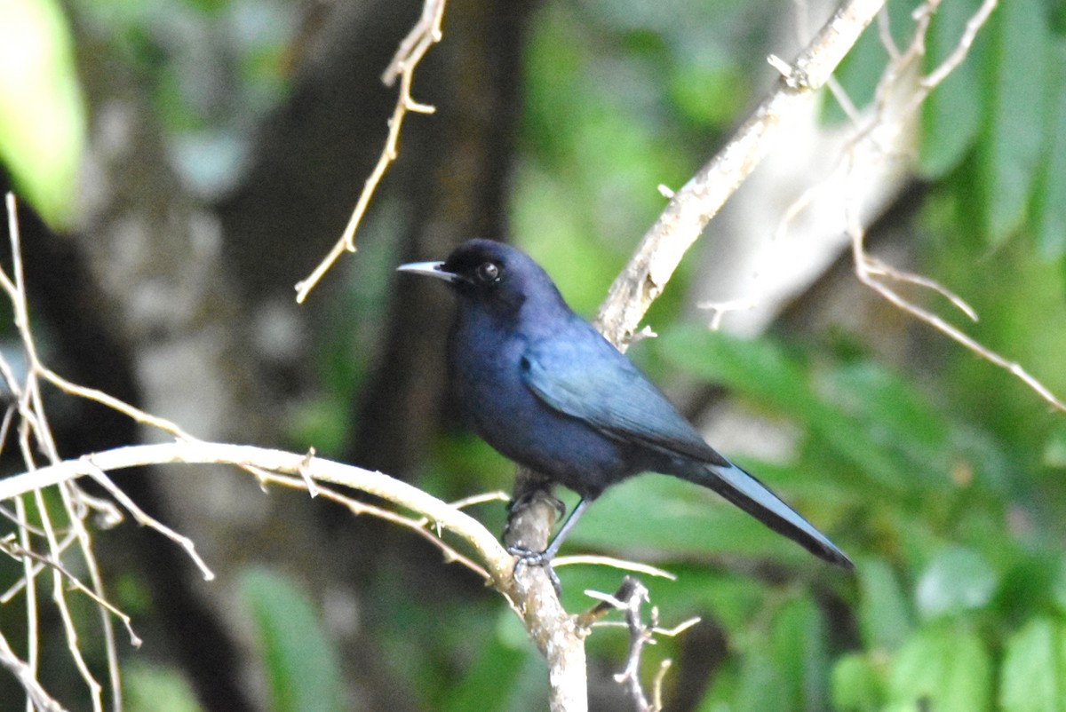 Black Catbird - irina shulgina