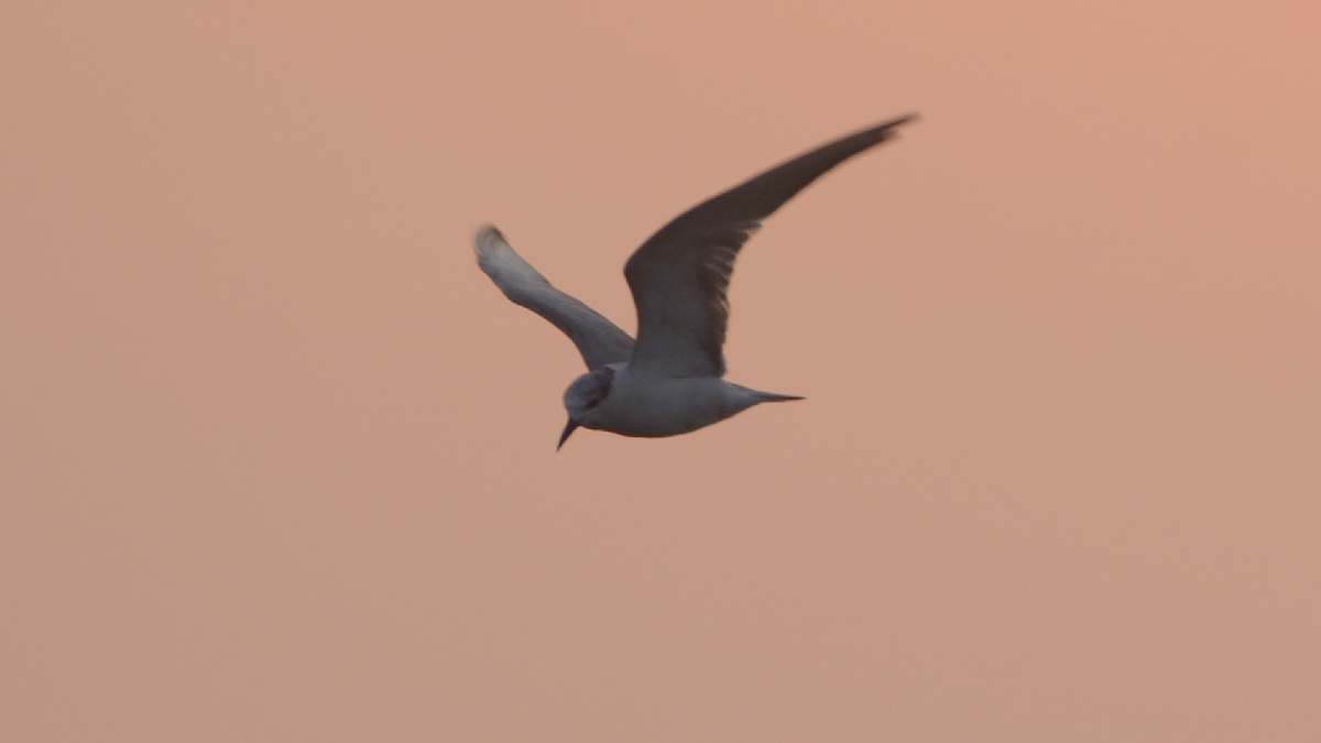 Gull-billed Tern - ML537947471