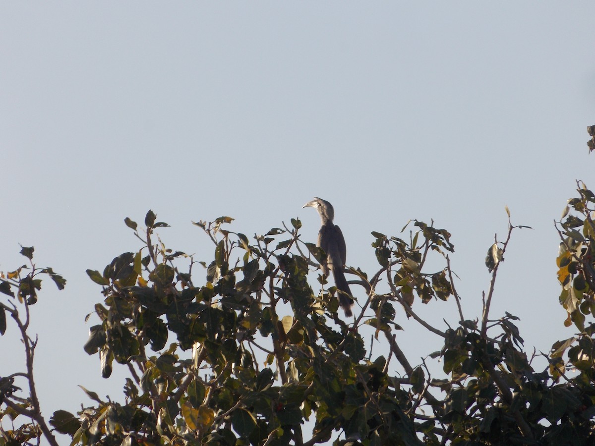 Indian Gray Hornbill - ML537947571