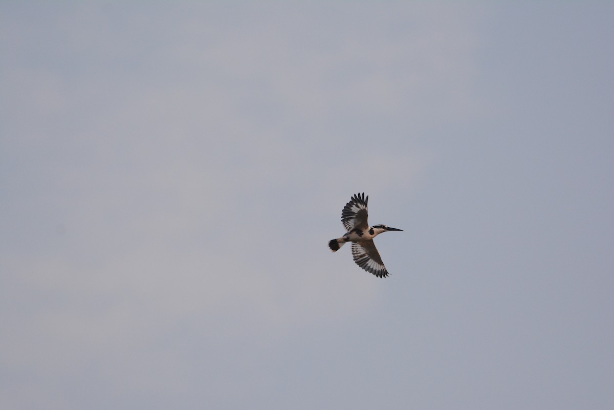 Pied Kingfisher - ML537947851