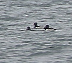 Ring-necked Duck - ML537948091