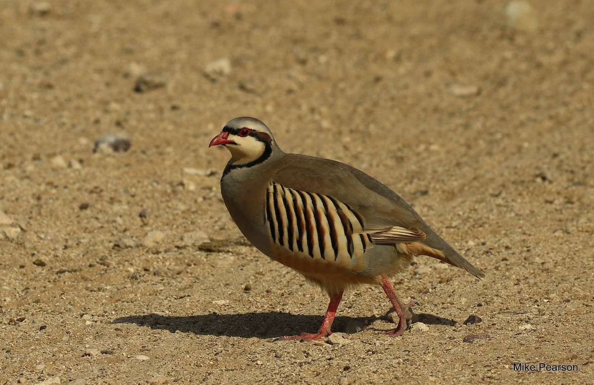 Chukar - ML537948411