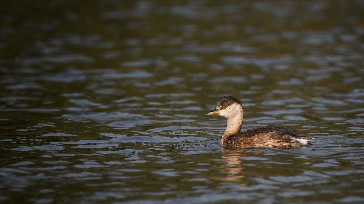 Little Grebe - ML537948421