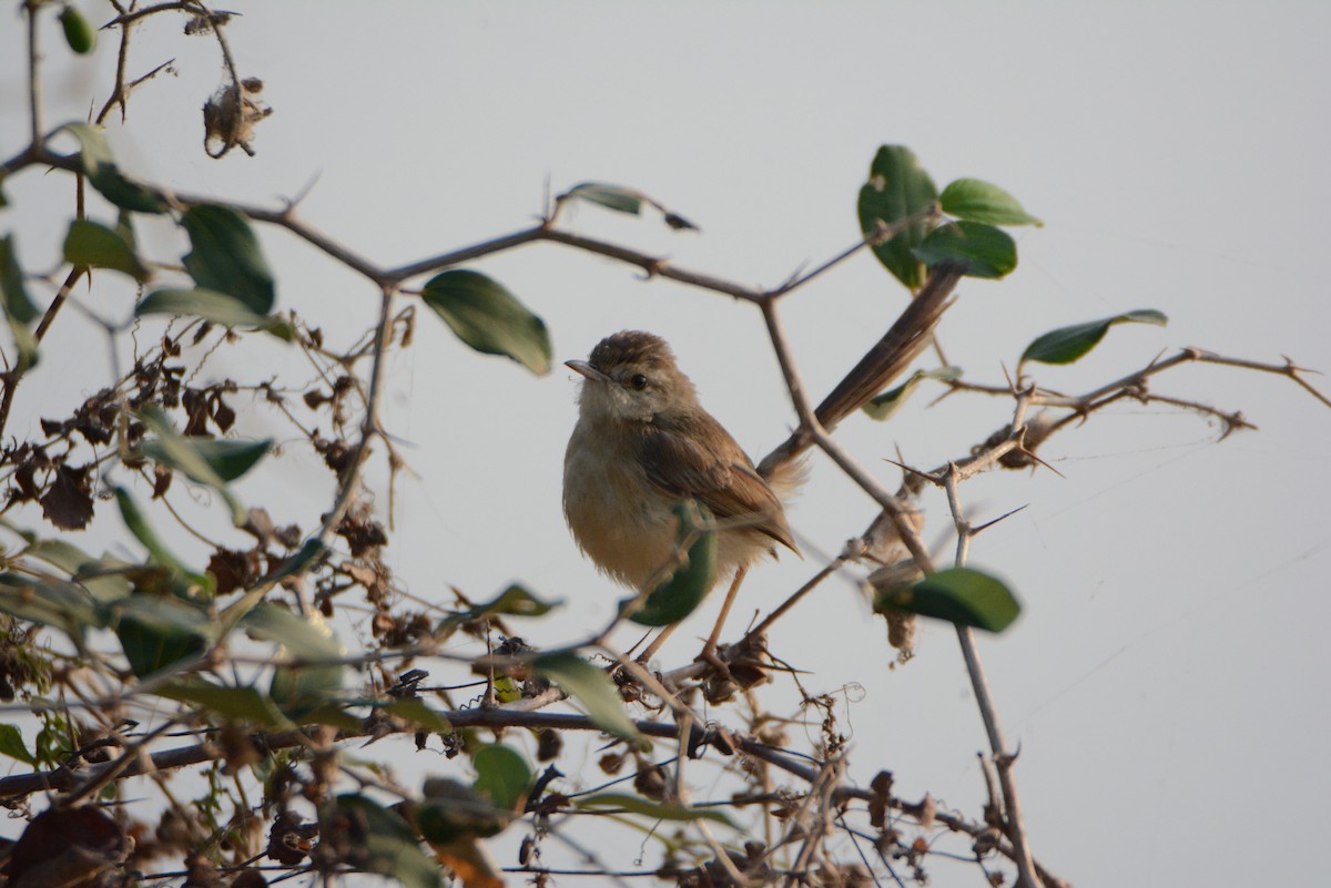 Plain Prinia - ML537949851