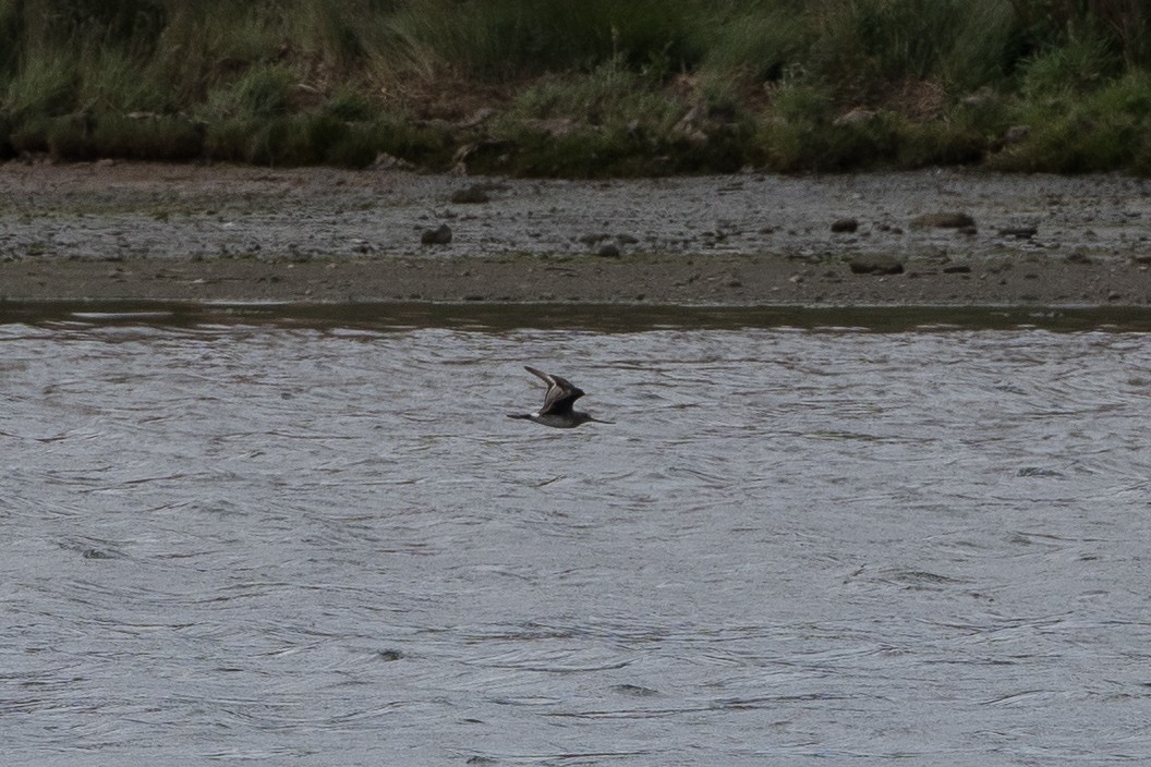 Hudsonian Godwit - ML537950181