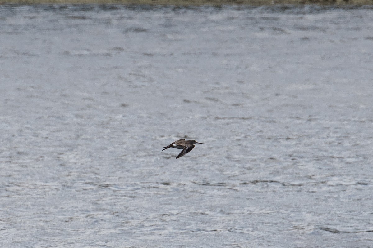 Hudsonian Godwit - ML537950191