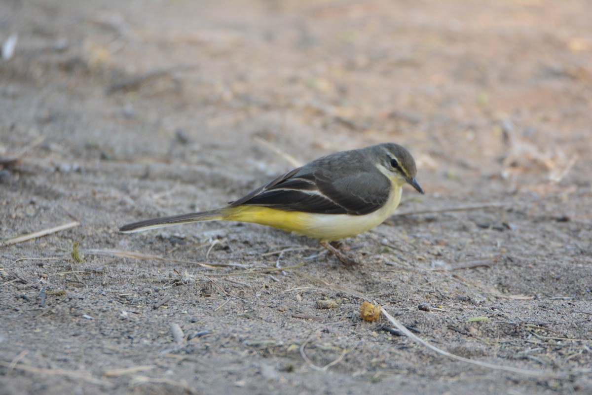 Gray Wagtail - Anup Chavda