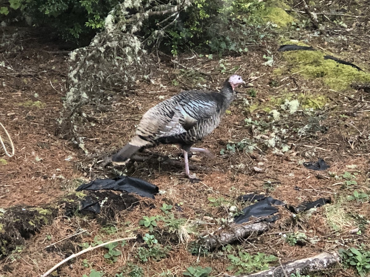 Wild Turkey - ML537951521