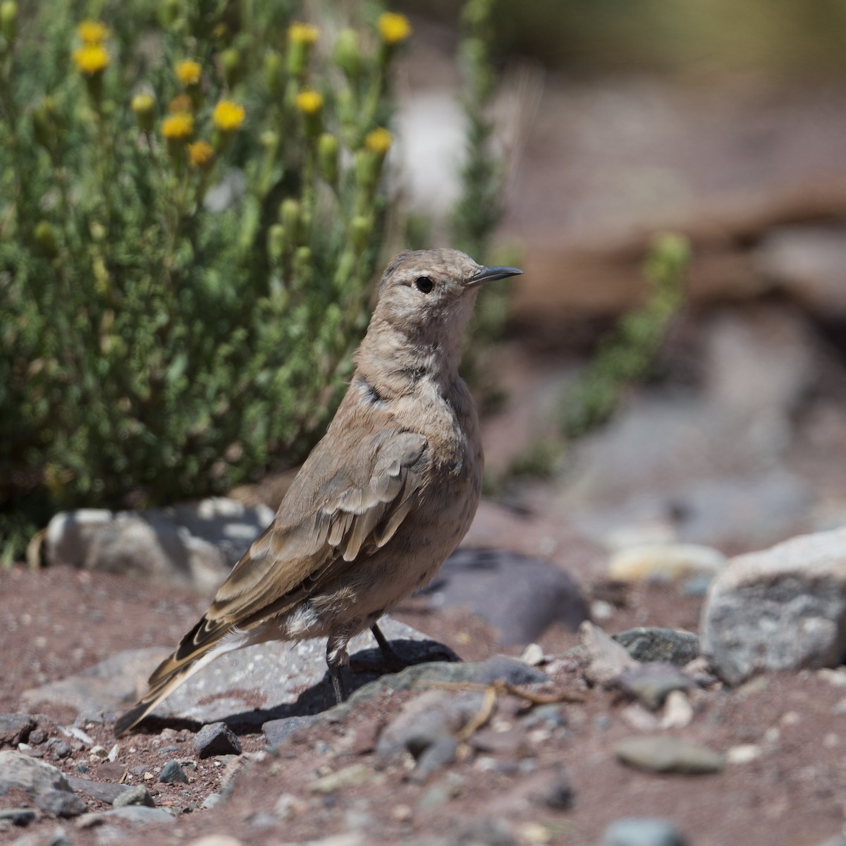 Creamy-rumped Miner - ML537951661