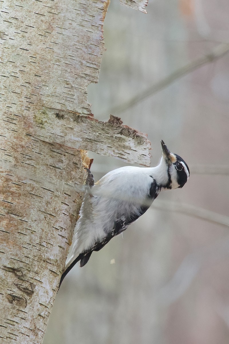 Hairy Woodpecker - ML537952521