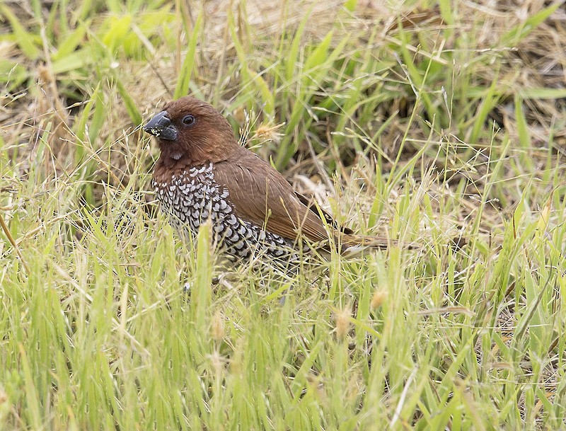 Scaly-breasted Munia - ML537952661