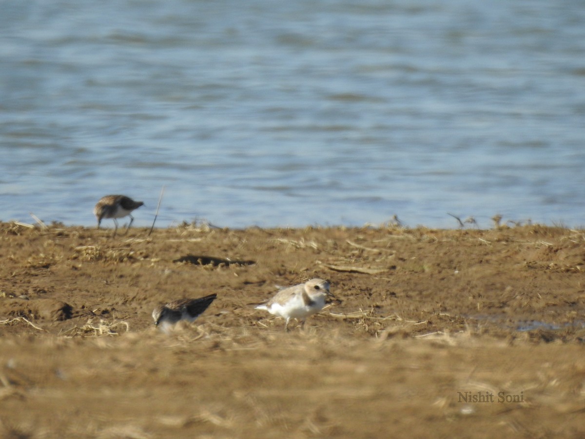 Kentish Plover - Anonymous