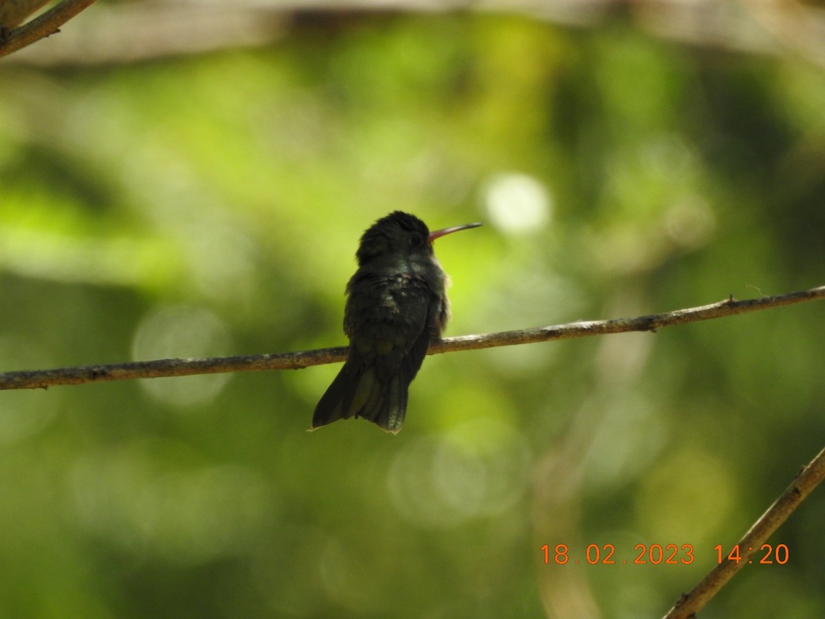 Glittering-bellied Emerald - Carlos Galvan