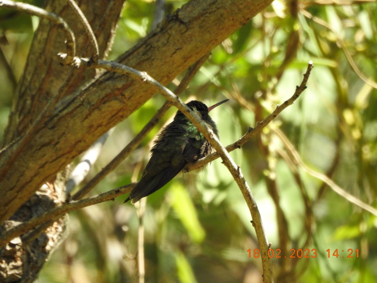 Glittering-bellied Emerald - ML537954251