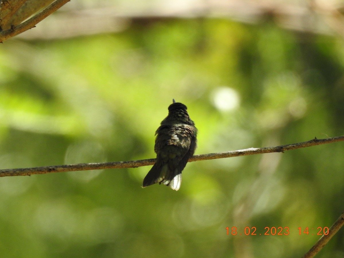 Glittering-bellied Emerald - Carlos Galvan