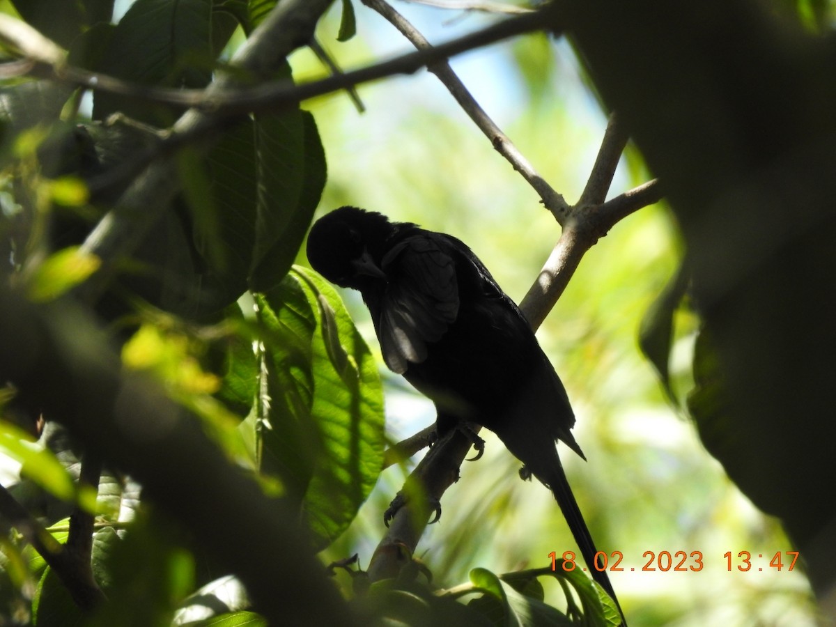 Variable Oriole - Carlos Galvan