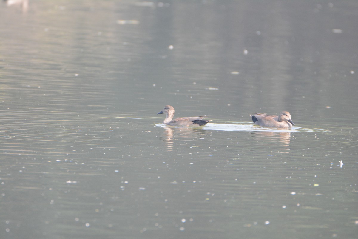 Gadwall - ML537955611