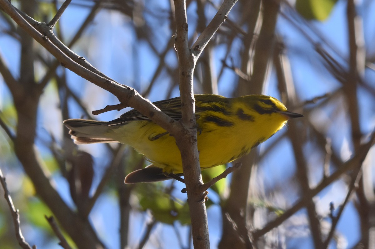 Prairie Warbler - Michael Schall