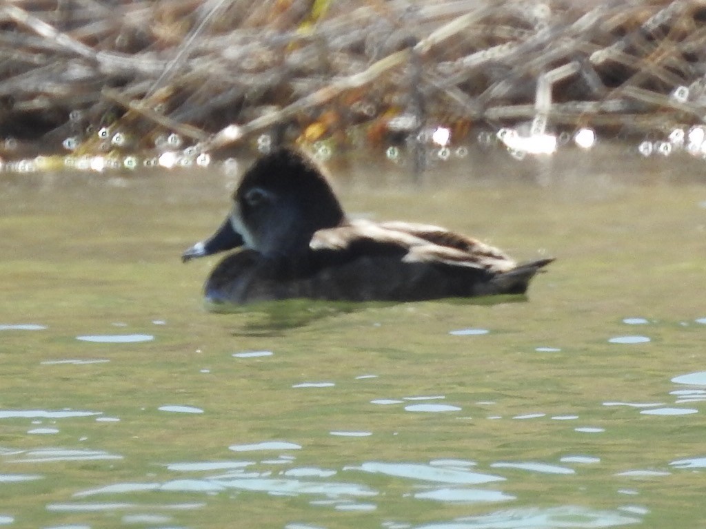 Ring-necked Duck - ML537955921