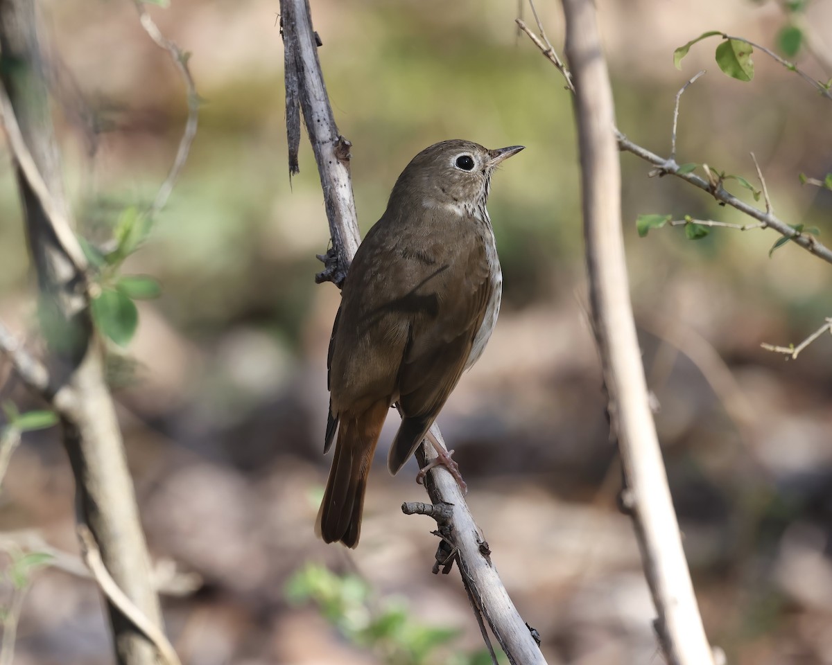 Hermit Thrush - ML537956041