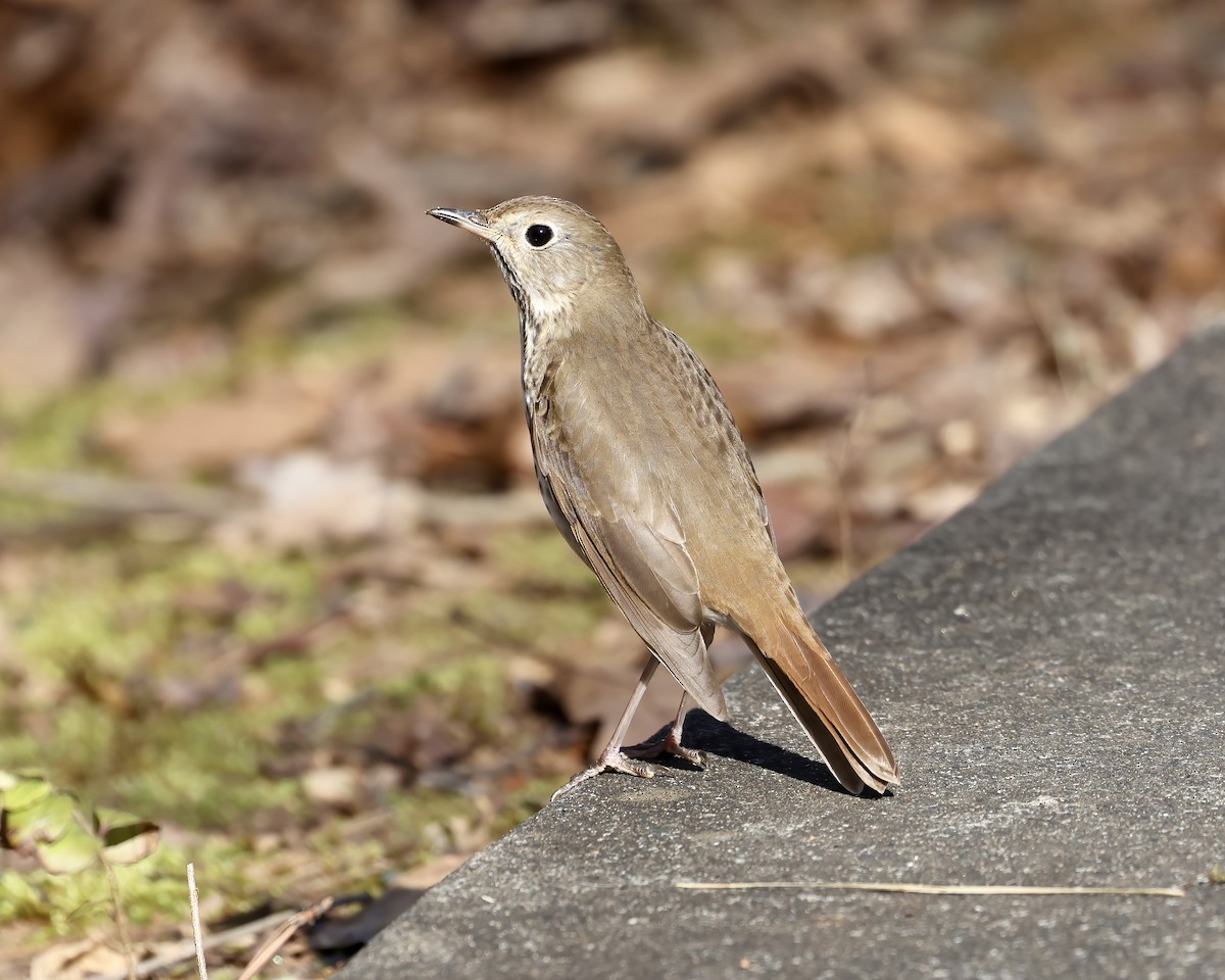 Hermit Thrush - ML537956051