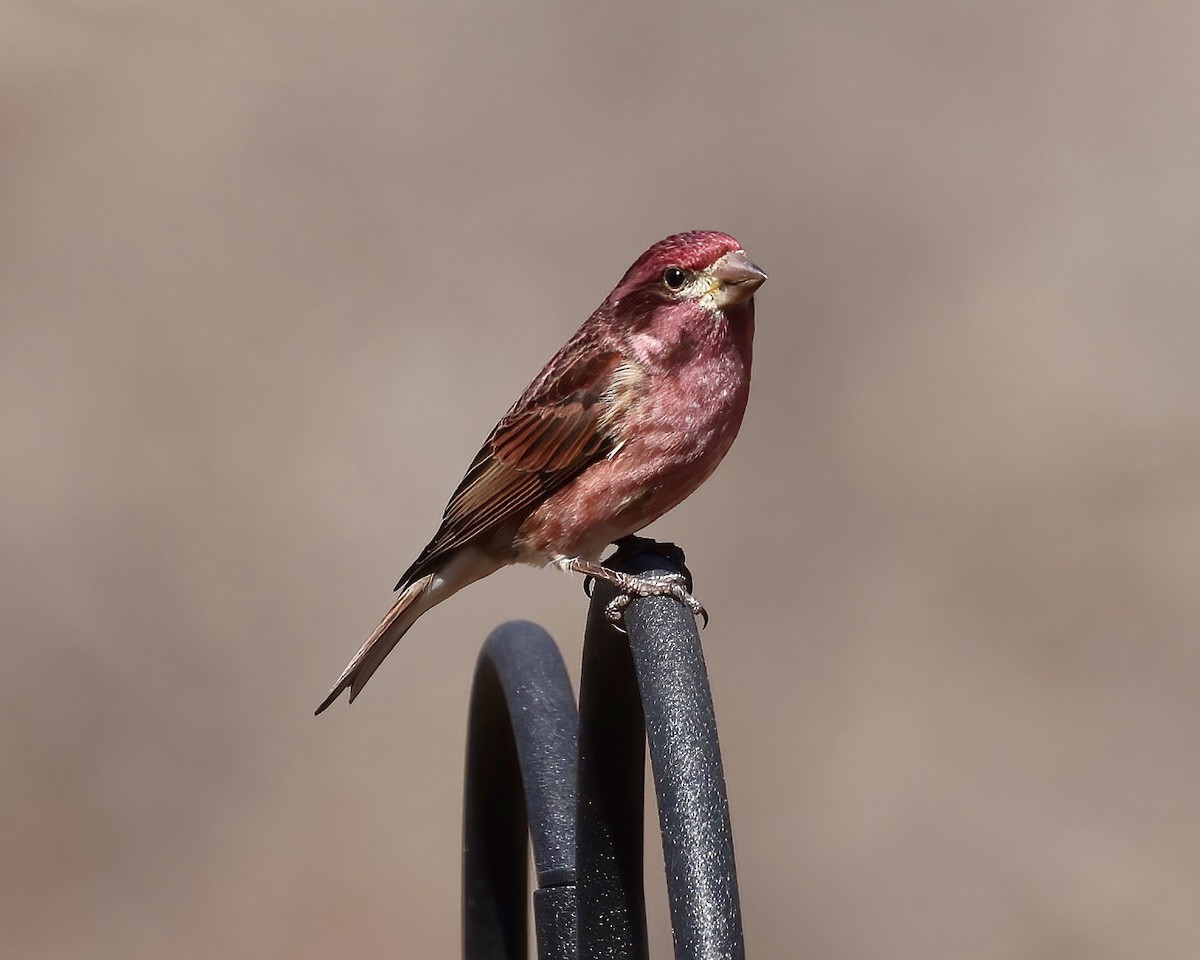 Purple Finch - ML537956161