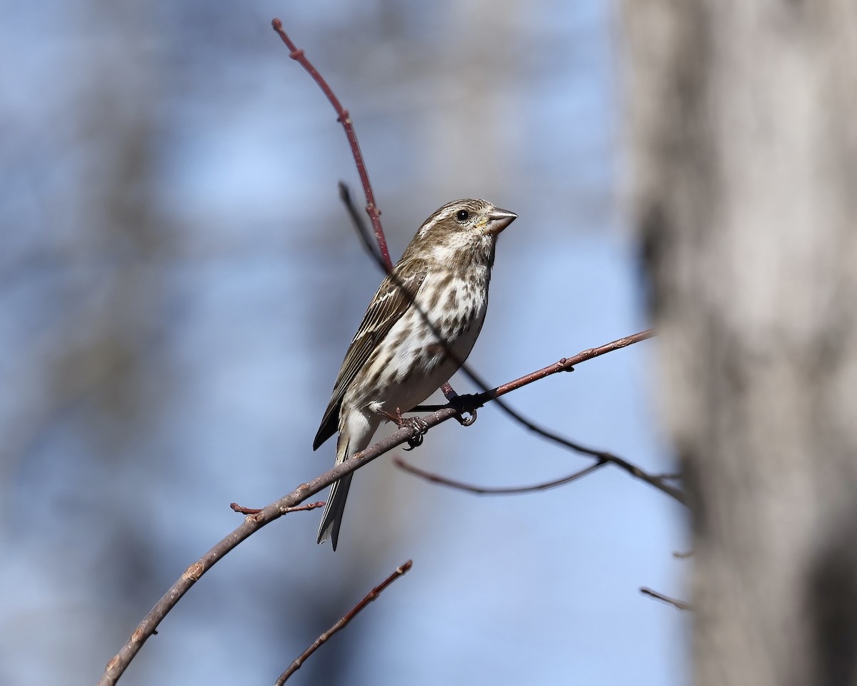 Purple Finch - ML537956171