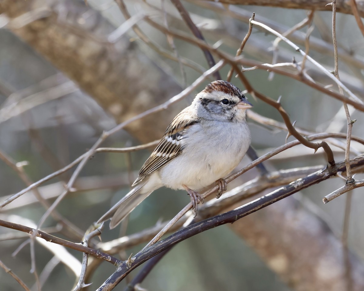 Chipping Sparrow - ML537956231