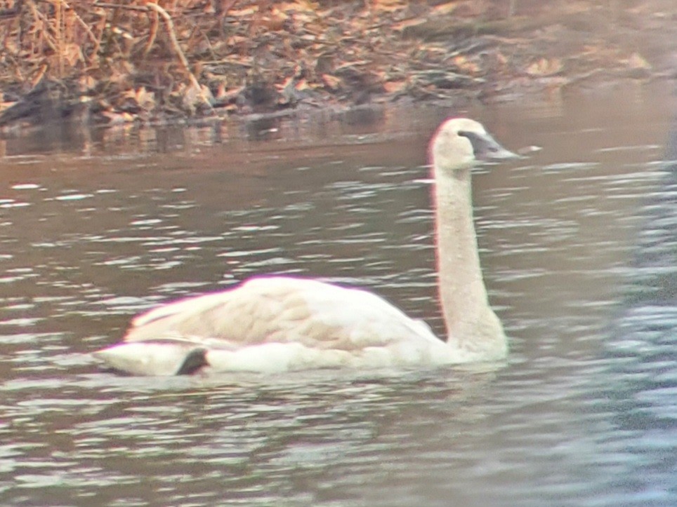 Trumpeter Swan - Paul Vanderhoof