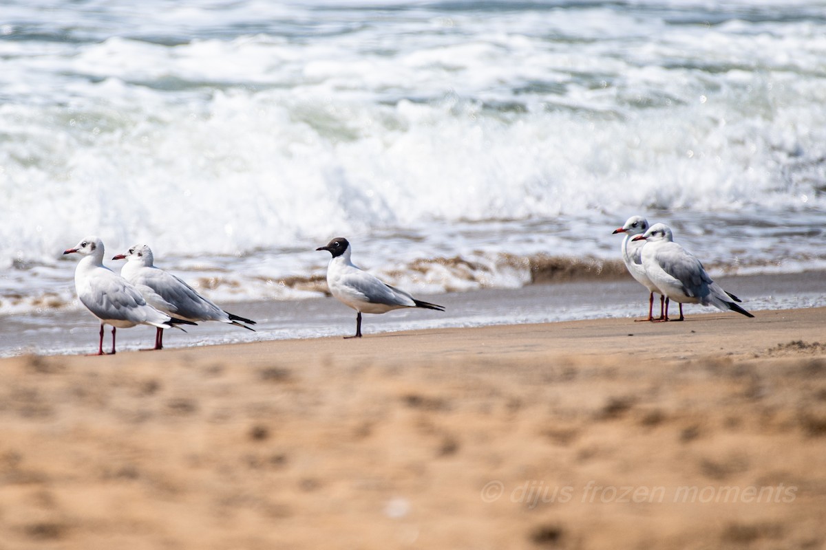 Brown-headed Gull - DIJUMON KP