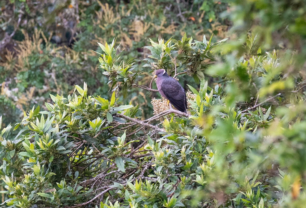 Band-tailed Pigeon - Marilyn White