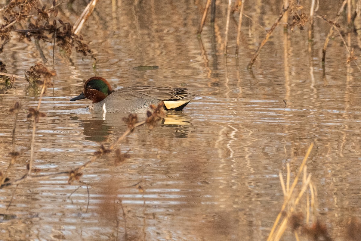 Green-winged Teal - ML537960271