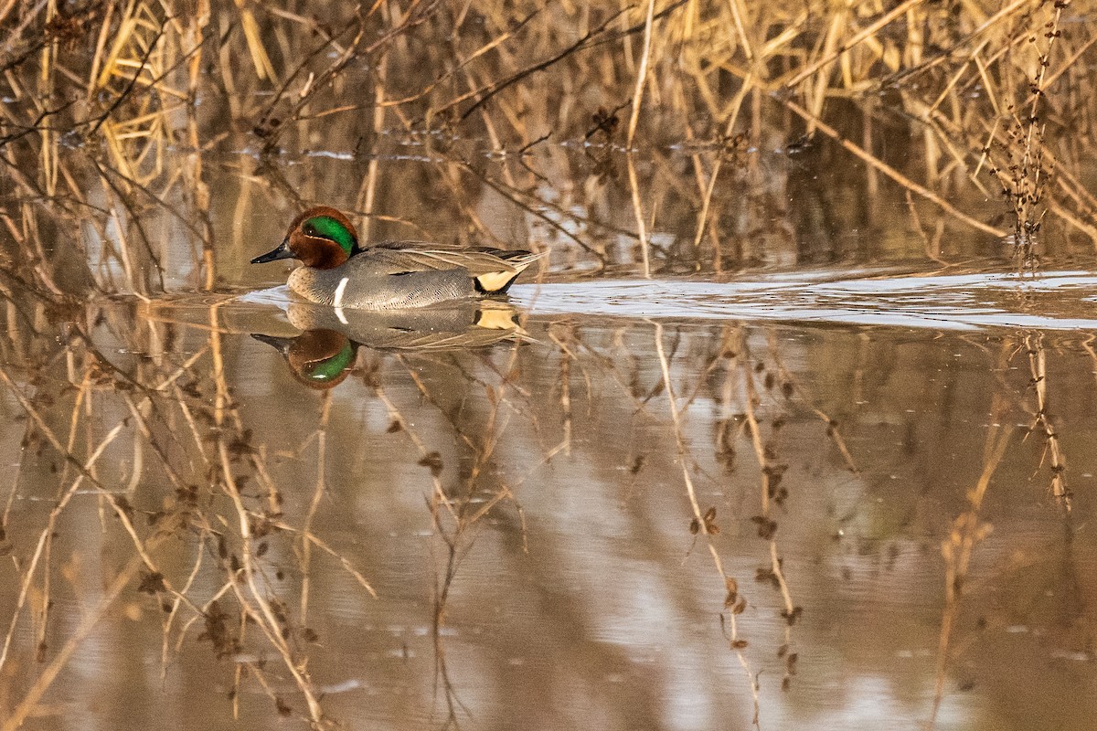 Green-winged Teal - ML537960281