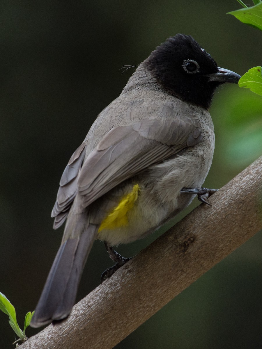 White-spectacled Bulbul - ML53796121