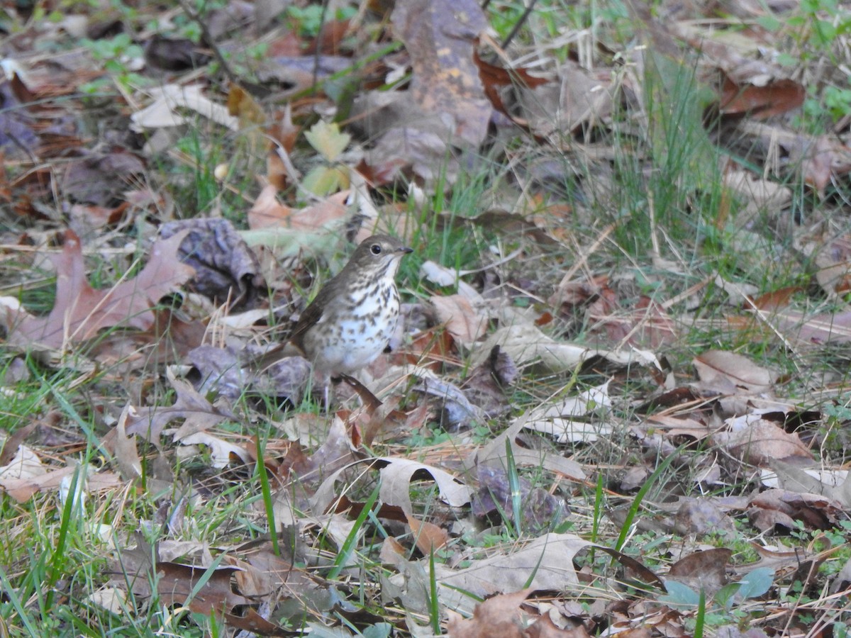 Hermit Thrush - Maggie Silverman