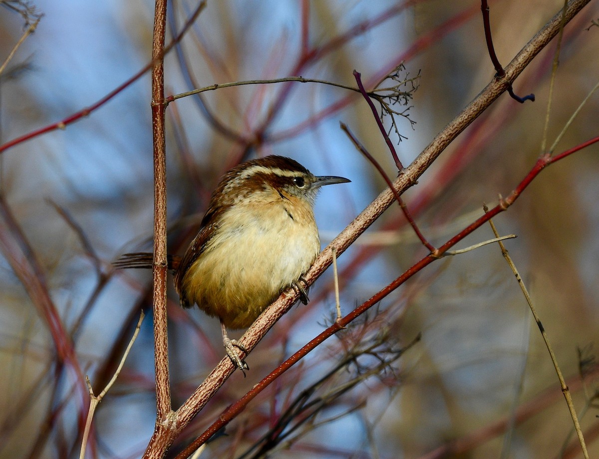 Carolina Wren - ML537963211