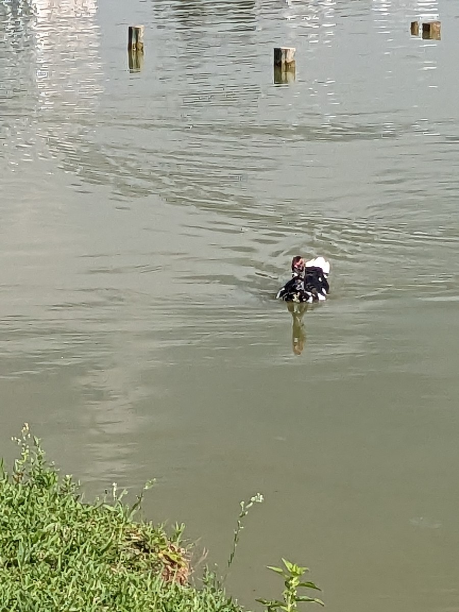 Muscovy Duck (Domestic type) - ML537965101