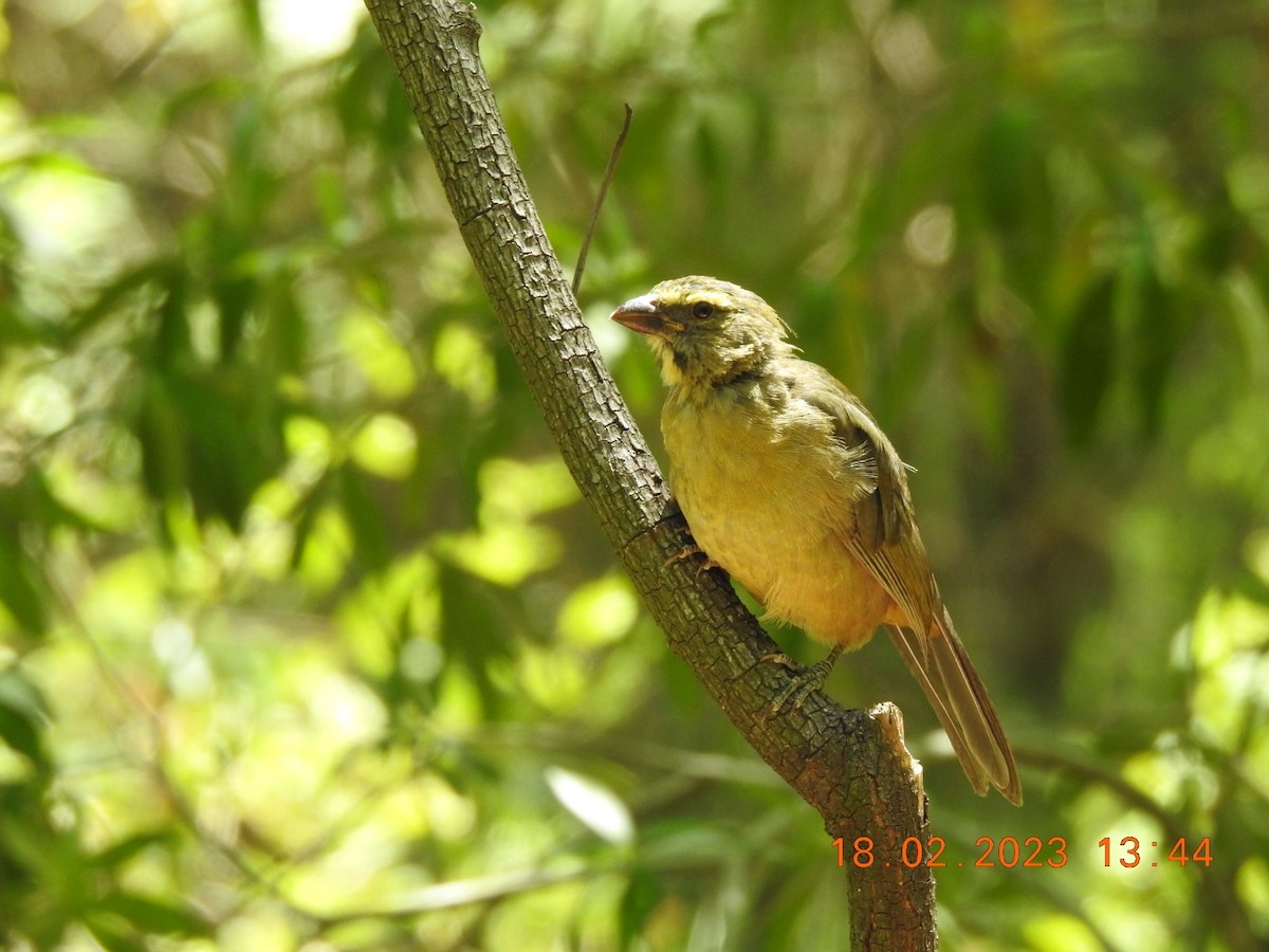 Pepitero Grisáceo del Amazonas - ML537965131