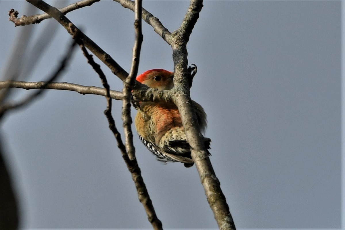 Red-bellied Woodpecker - Mark Miller