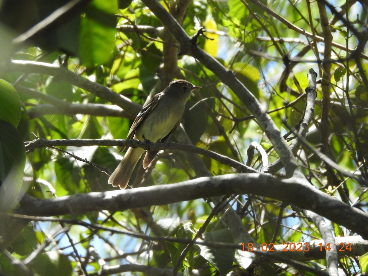 Large Elaenia - Carlos Galvan