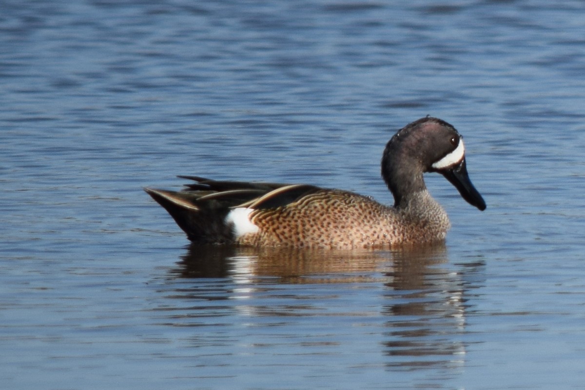 Blue-winged Teal - ML537967521