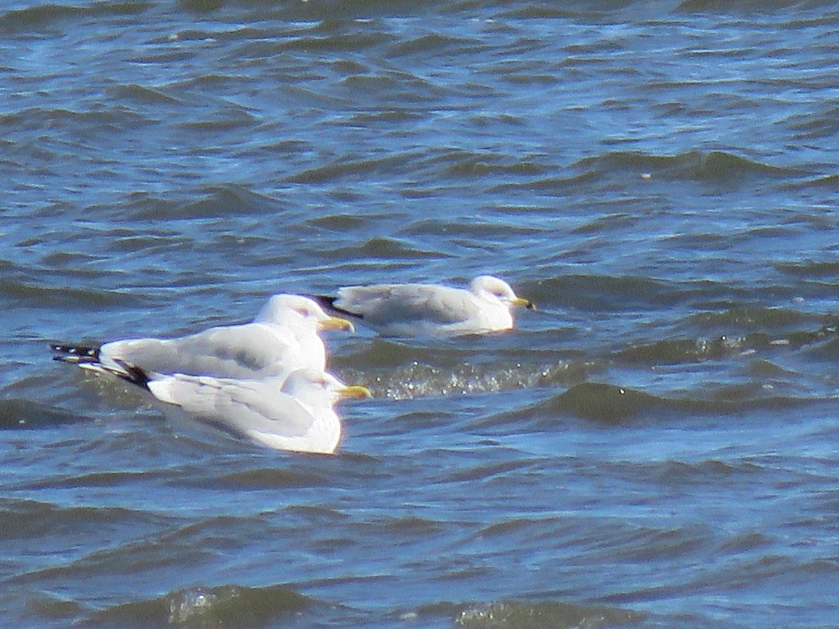 Herring Gull - ML537967851