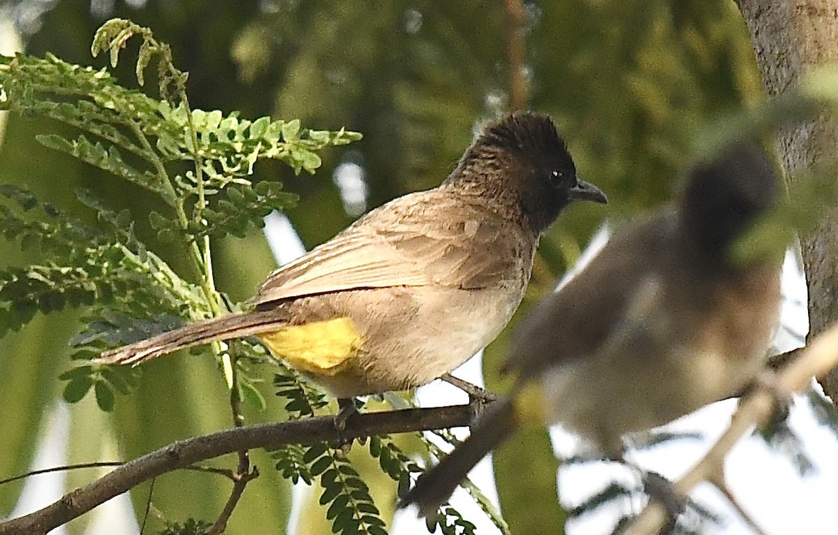 Common Bulbul (Dark-capped) - ML537968331