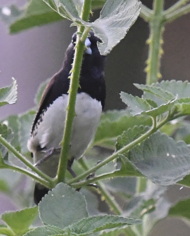 Black-and-white Mannikin (Red-backed) - ML537968421