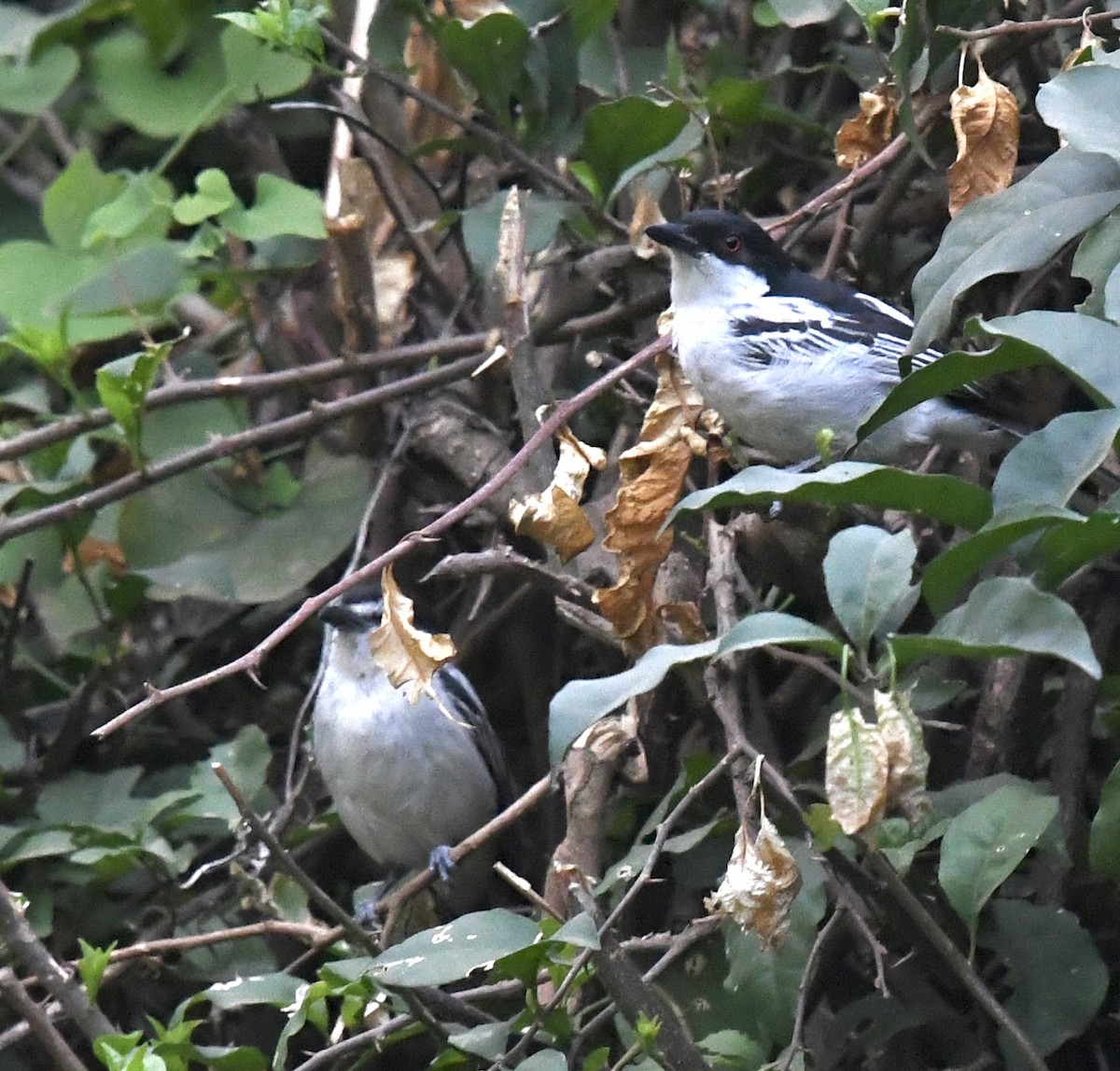 Black-backed Puffback - ML537968511