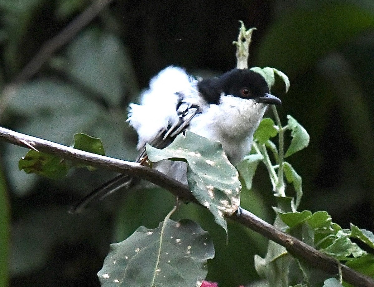 Black-backed Puffback - Lorena Siqueira