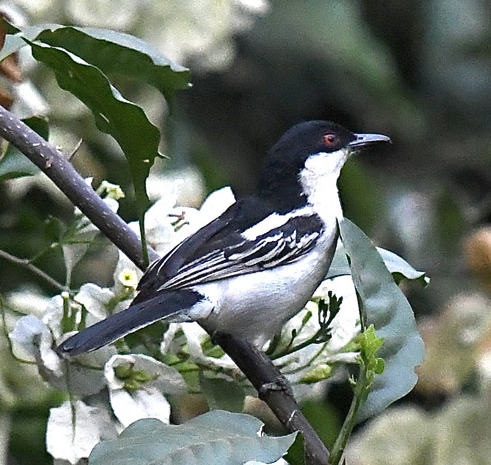 Black-backed Puffback - ML537968551