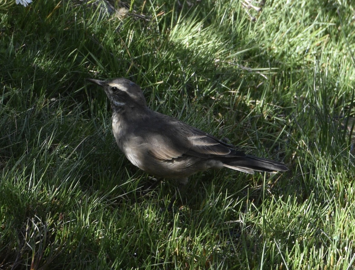 Buff-winged Cinclodes - ML537969121