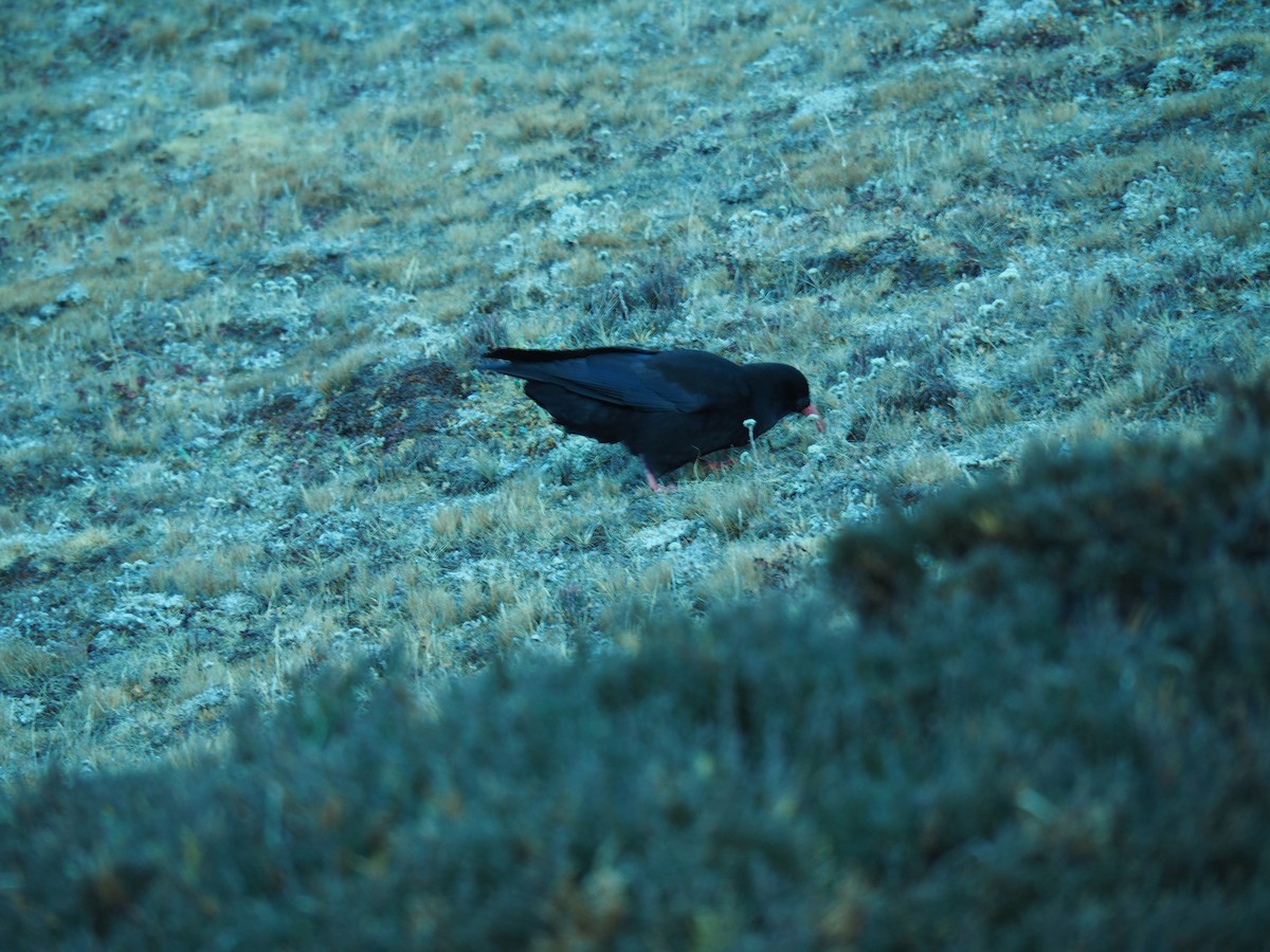 Red-billed Chough - Winfried  Jaschke