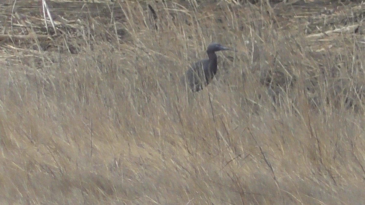 Little Blue Heron - ML53796981